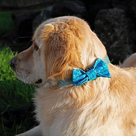 Dog Bow Tie - Circus Dots - Blue