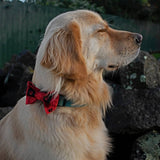 Dog Bow Tie - Just Checking