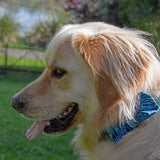 Dog Bow Tie - Paua Shell